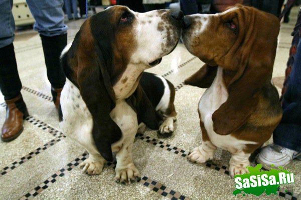   Westminster Kennel Club Dog Show 2010 (28 )