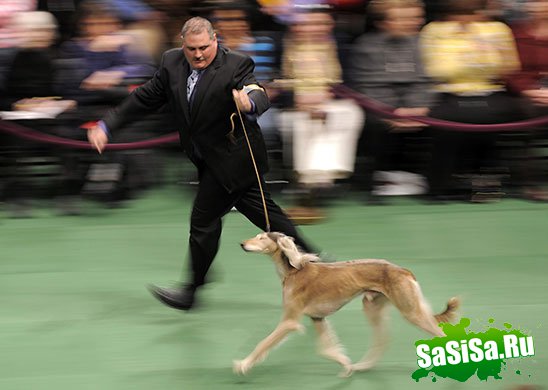   Westminster Kennel Club Dog Show 2010 (28 )