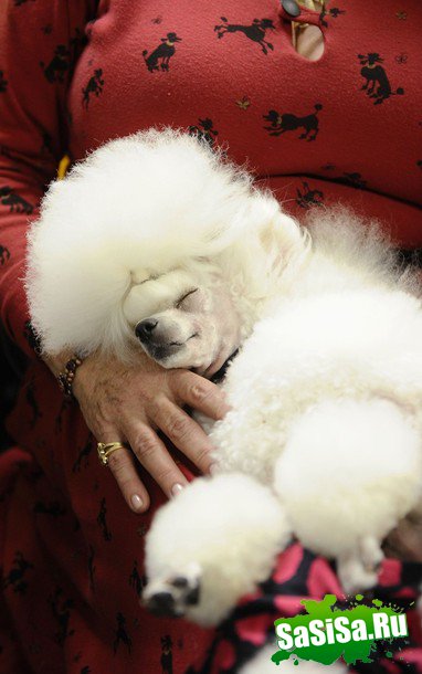   Westminster Kennel Club Dog Show 2010 (28 )