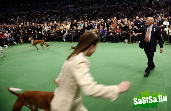   Westminster Kennel Club Dog Show 2010 (28 )