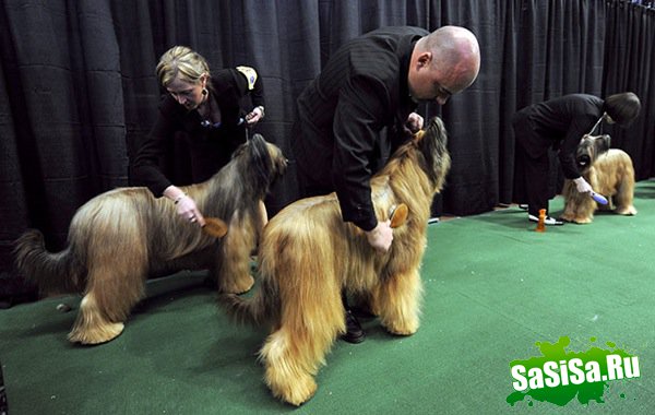   Westminster Kennel Club Dog Show 2010 (28 )