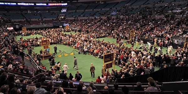   Westminster Kennel Club Dog Show 2010 (28 )