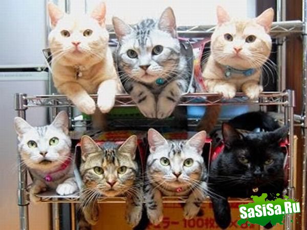 Любимые места кошек (17 фото)