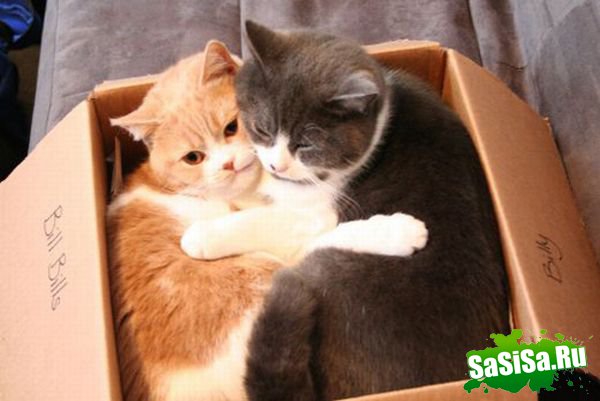 Любимые места кошек (17 фото)