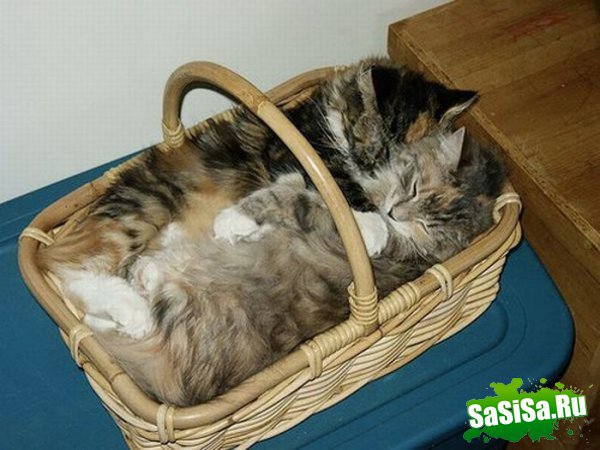 Любимые места кошек (17 фото)