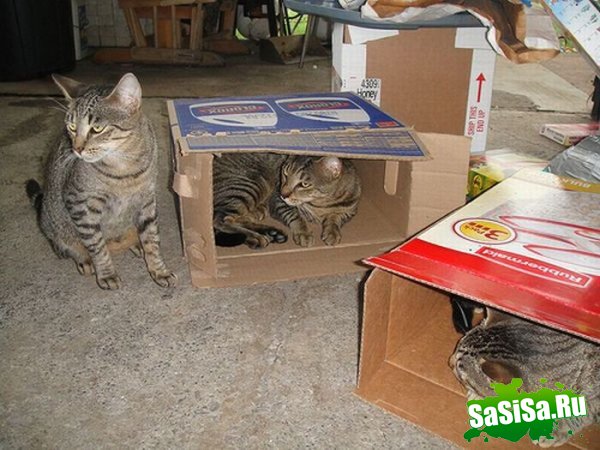Любимые места кошек (17 фото)