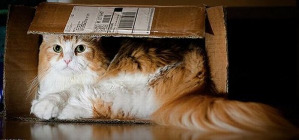 Любимые места кошек (17 фото)