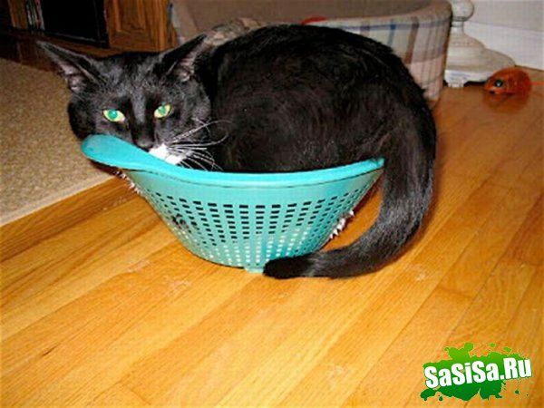Любимые места кошек (17 фото)