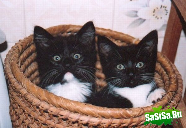 Любимые места кошек (17 фото)