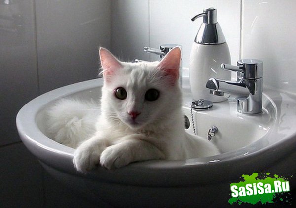Любимые места кошек (17 фото)