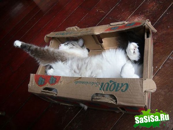 Любимые места кошек (17 фото)