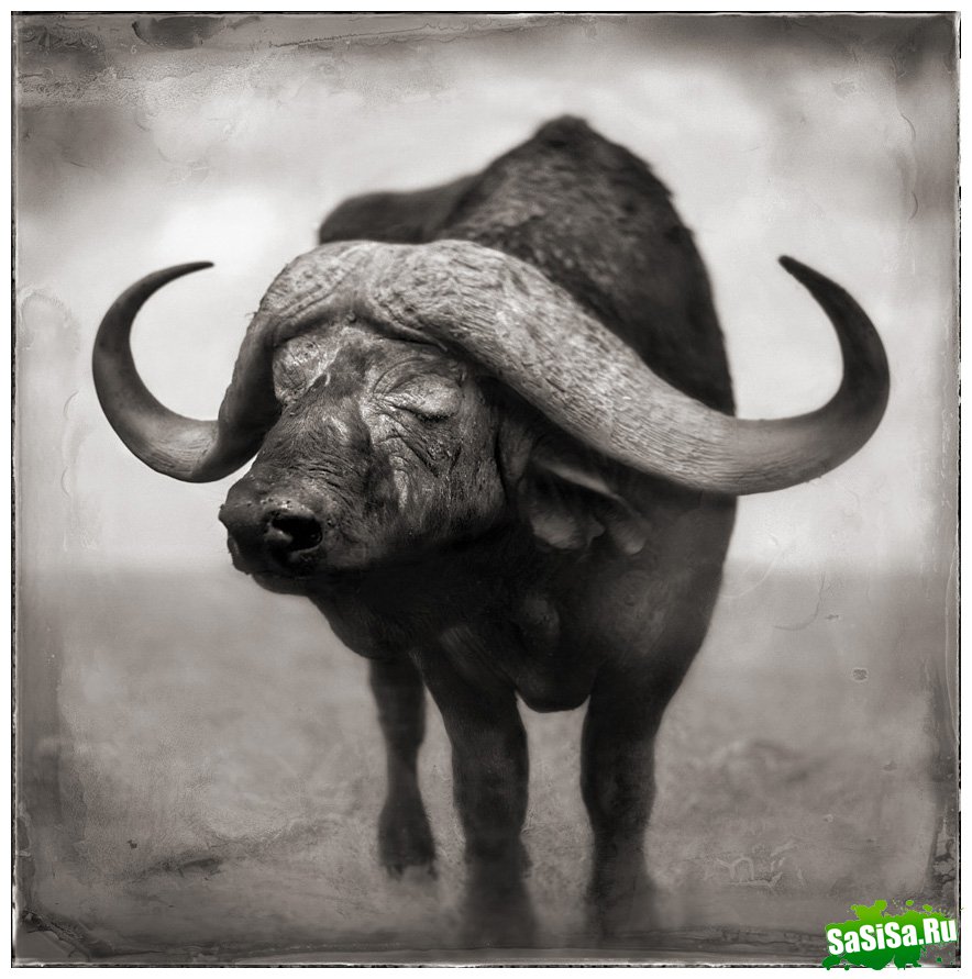     Nick Brandt (30 )