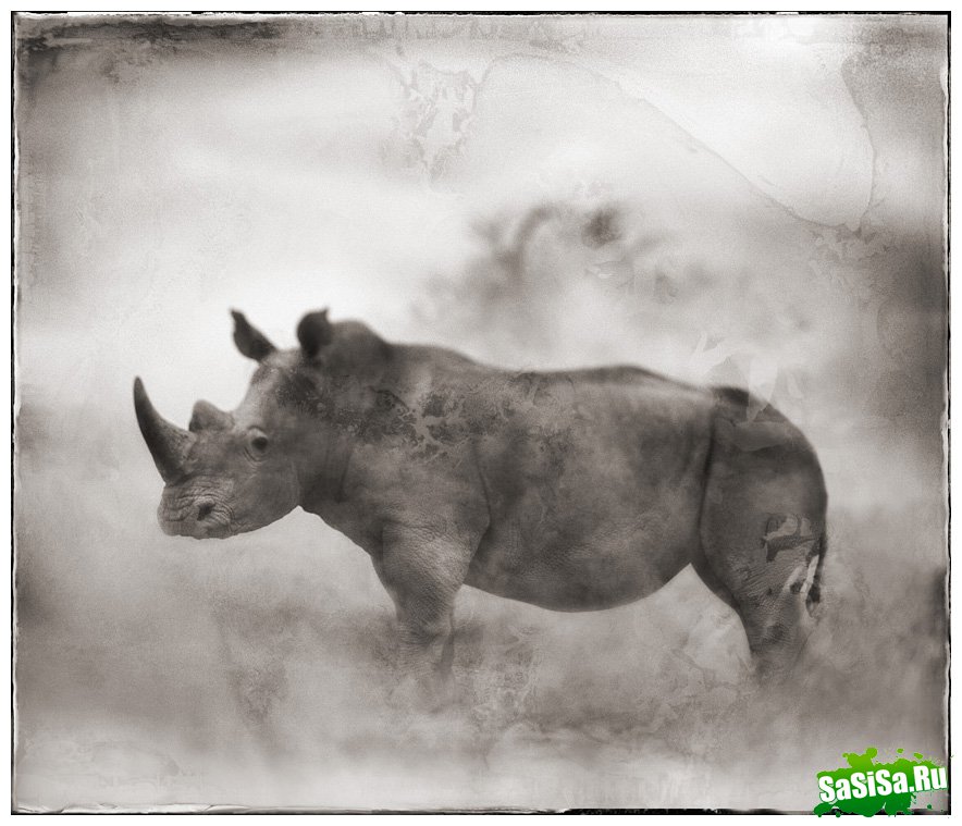     Nick Brandt (30 )