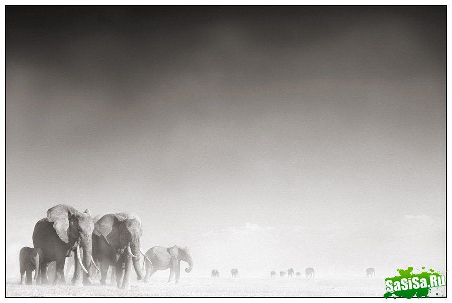     Nick Brandt (30 )