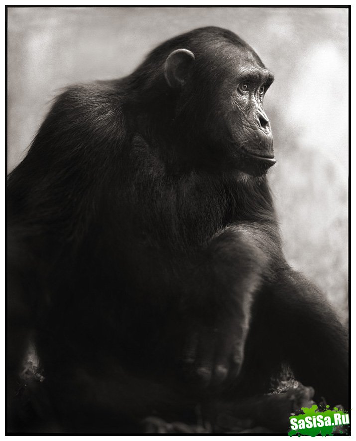     Nick Brandt (30 )