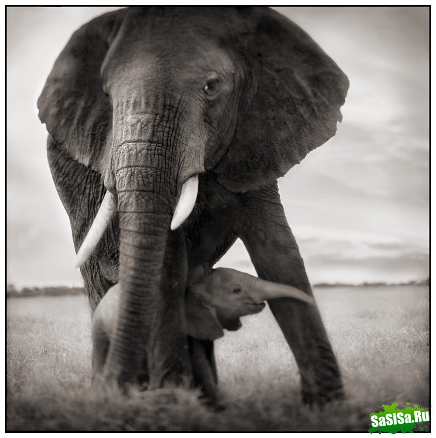    Nick Brandt (30 )