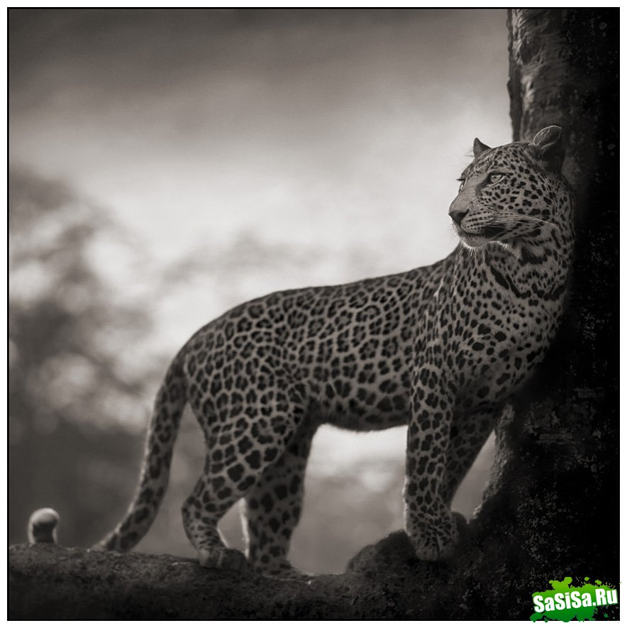     Nick Brandt (30 )