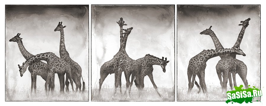     Nick Brandt (30 )