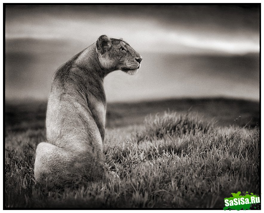     Nick Brandt (30 )