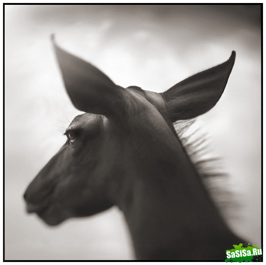     Nick Brandt (30 )