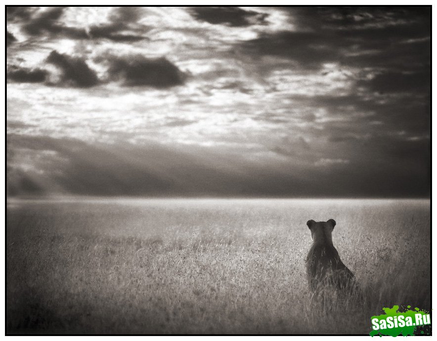     Nick Brandt (30 )
