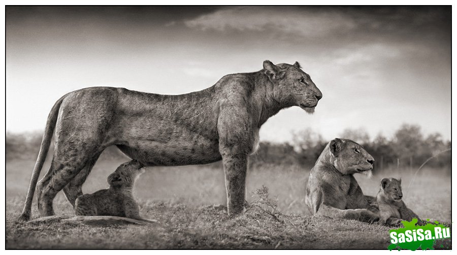     Nick Brandt (30 )