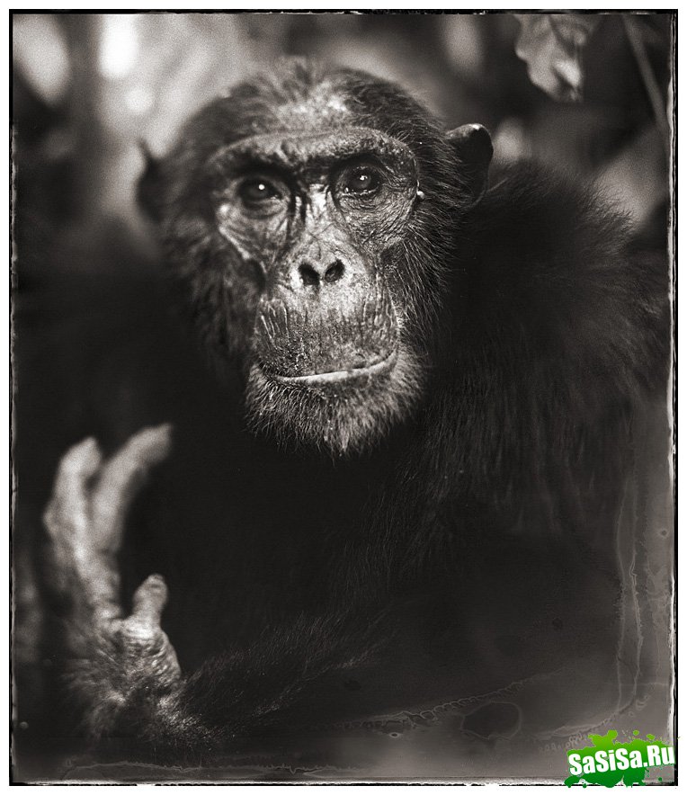     Nick Brandt (30 )