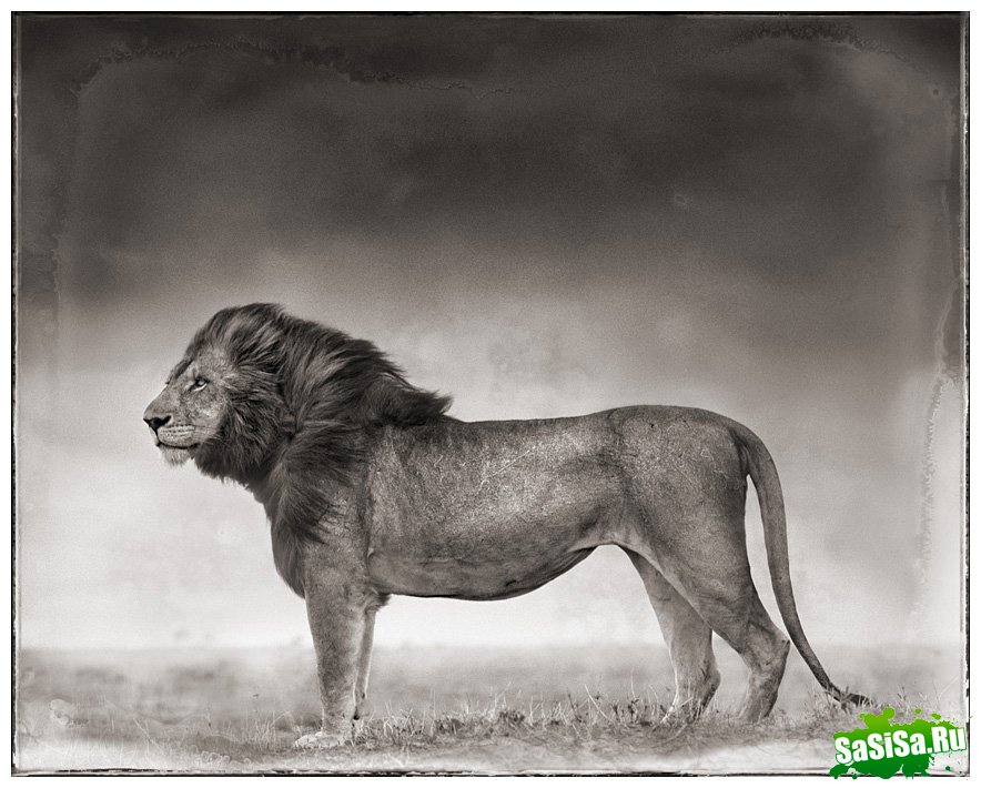     Nick Brandt (30 )