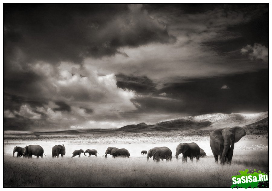     Nick Brandt (30 )