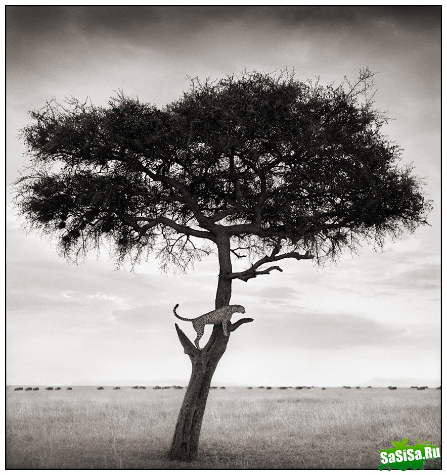    Nick Brandt (30 )