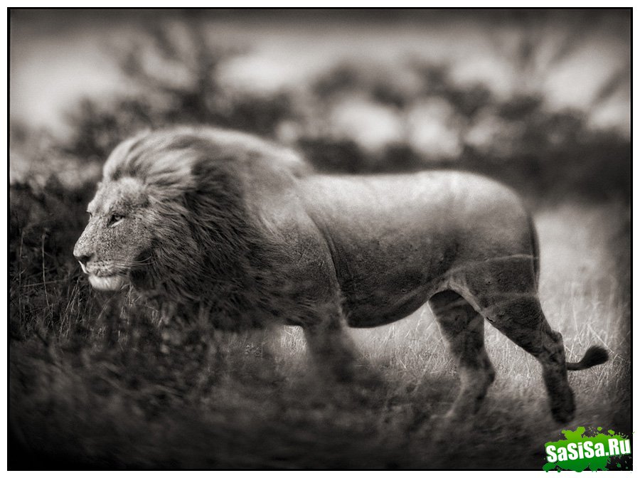     Nick Brandt (30 )