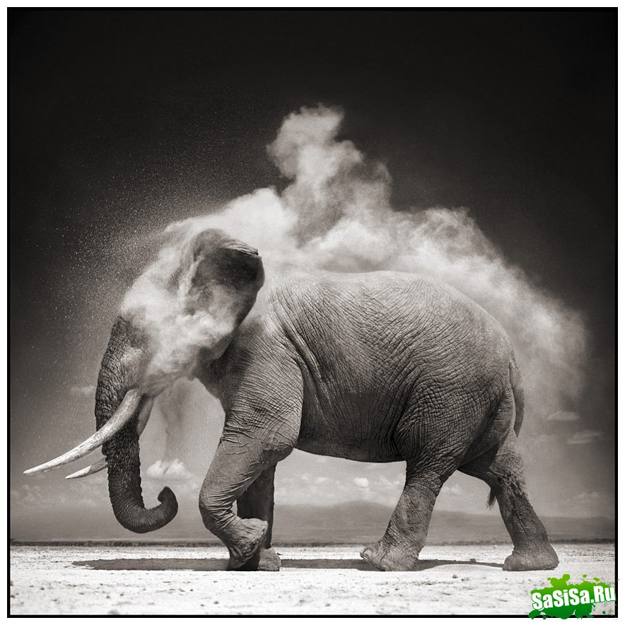     Nick Brandt (30 )
