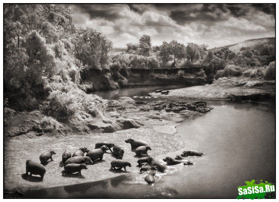     Nick Brandt (30 )