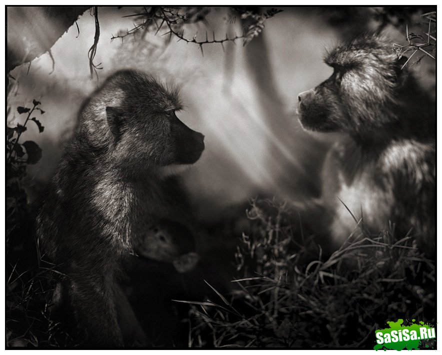     Nick Brandt (30 )