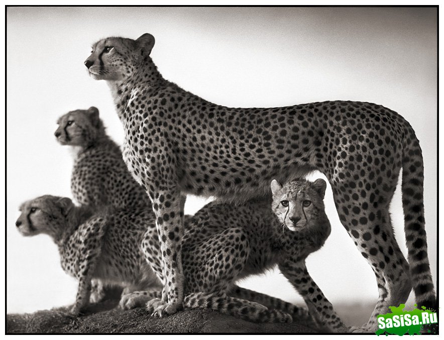     Nick Brandt (30 )