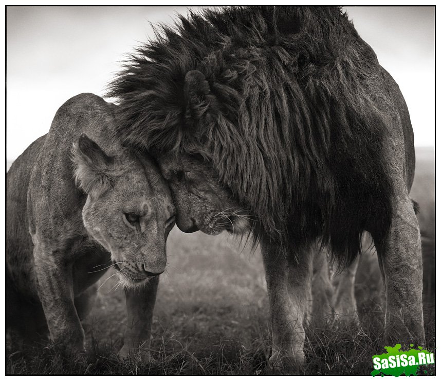     Nick Brandt (30 )