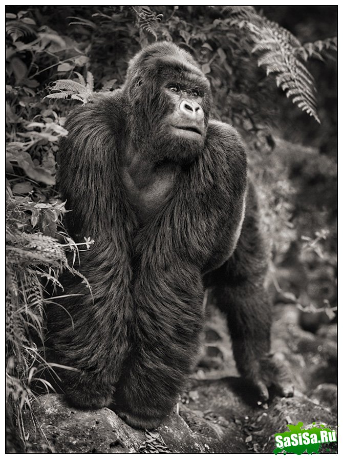    Nick Brandt (30 )