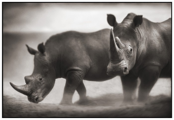     Nick Brandt (30 )