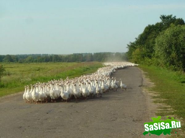 Фотоподборка (дальше в развёрнутом виде)