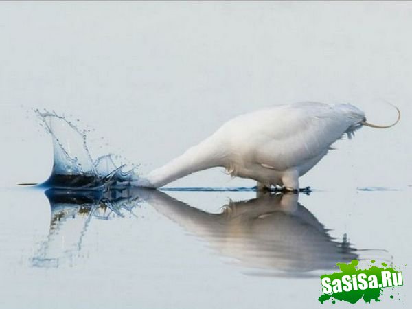  (   )