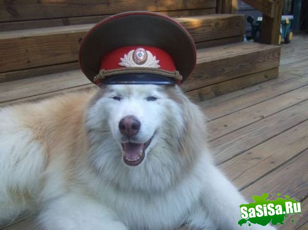  (   )