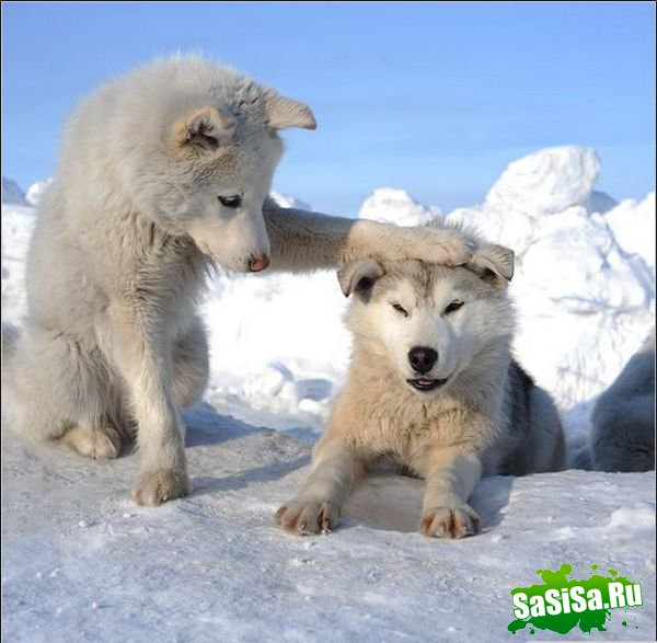 Фотоподборка (дальше в развёрнутом виде)