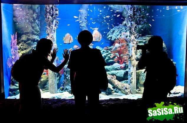   . Siam Ocean World (16 )