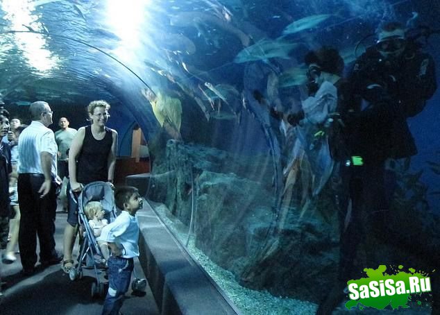   . Siam Ocean World (16 )