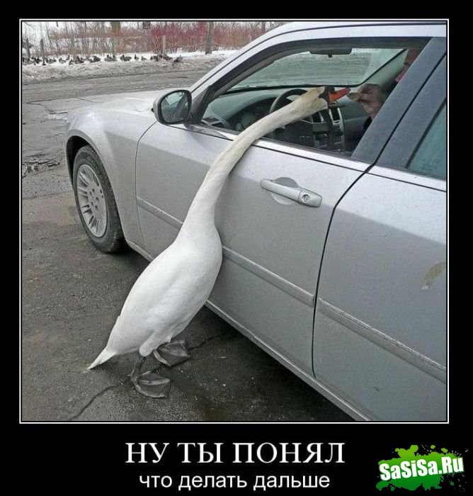 Демотиваторы (20 фото)