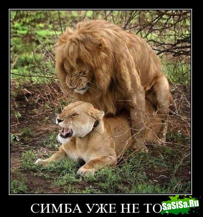 Демотиваторы (20 фото)