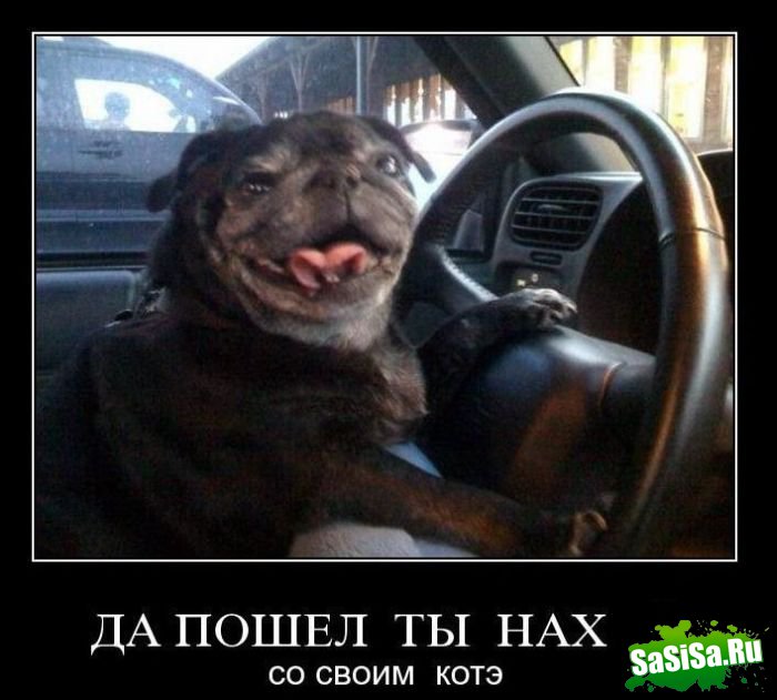 Демотиваторы (20 фото)