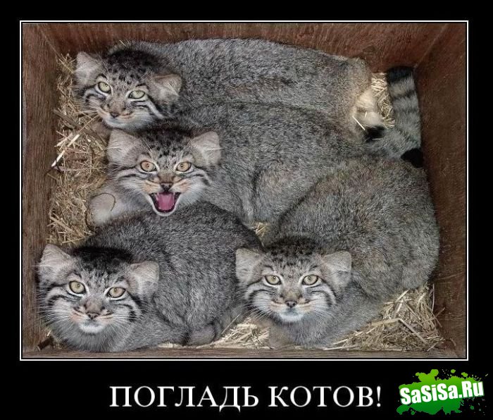 Демотиваторы (20 фото)