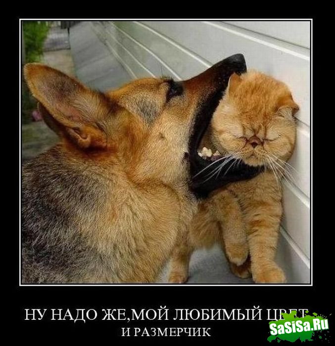Демотиваторы (20 фото)