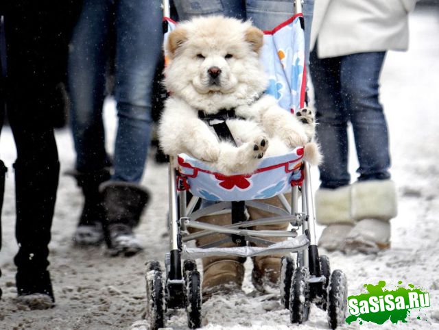 Фотоподборка (дальше в развёрнутом виде)